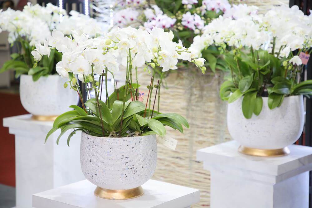 Các loại Hoa và Cây cảnh được trưng bày tại triển lãm - Flowers and ornamental plants on display at the exhibition